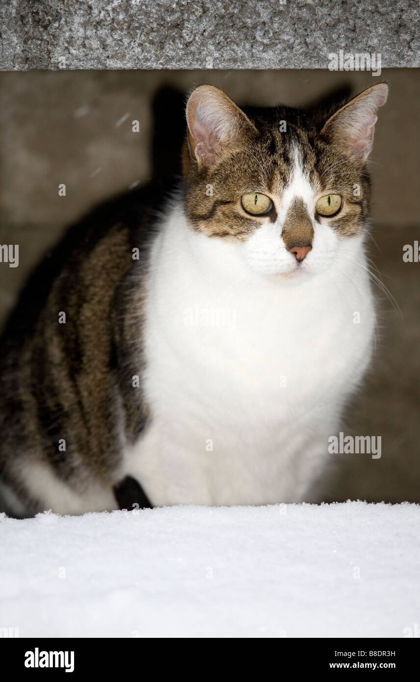 Katze, die Beherbergung von Schnee Stockfoto