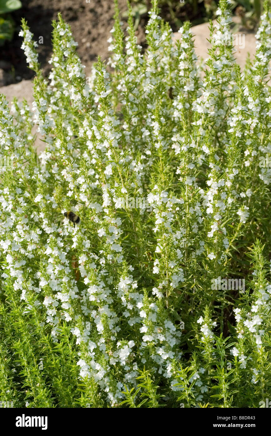 Weiße Blüten von Winterbohnenkraut Satureja montana Stockfoto