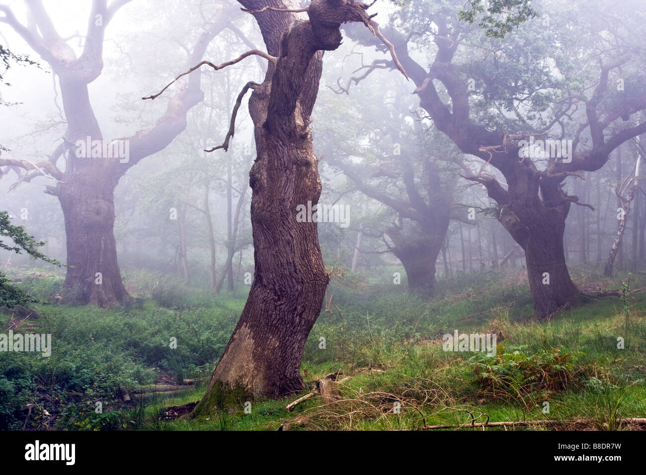 Alte Eiche Bäume Dunst und Nebel im Windsor Great Park. Stockfoto