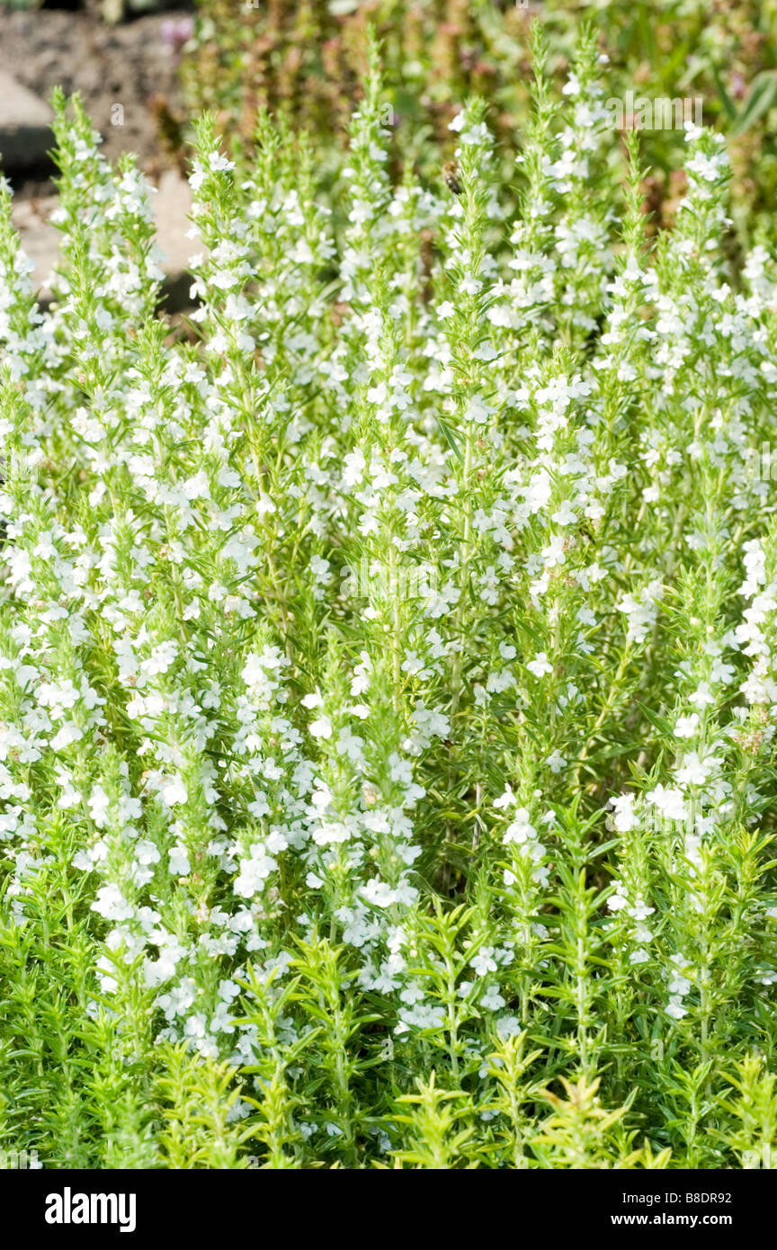 Weiße Blüten von Winterbohnenkraut Satureja montana Stockfoto