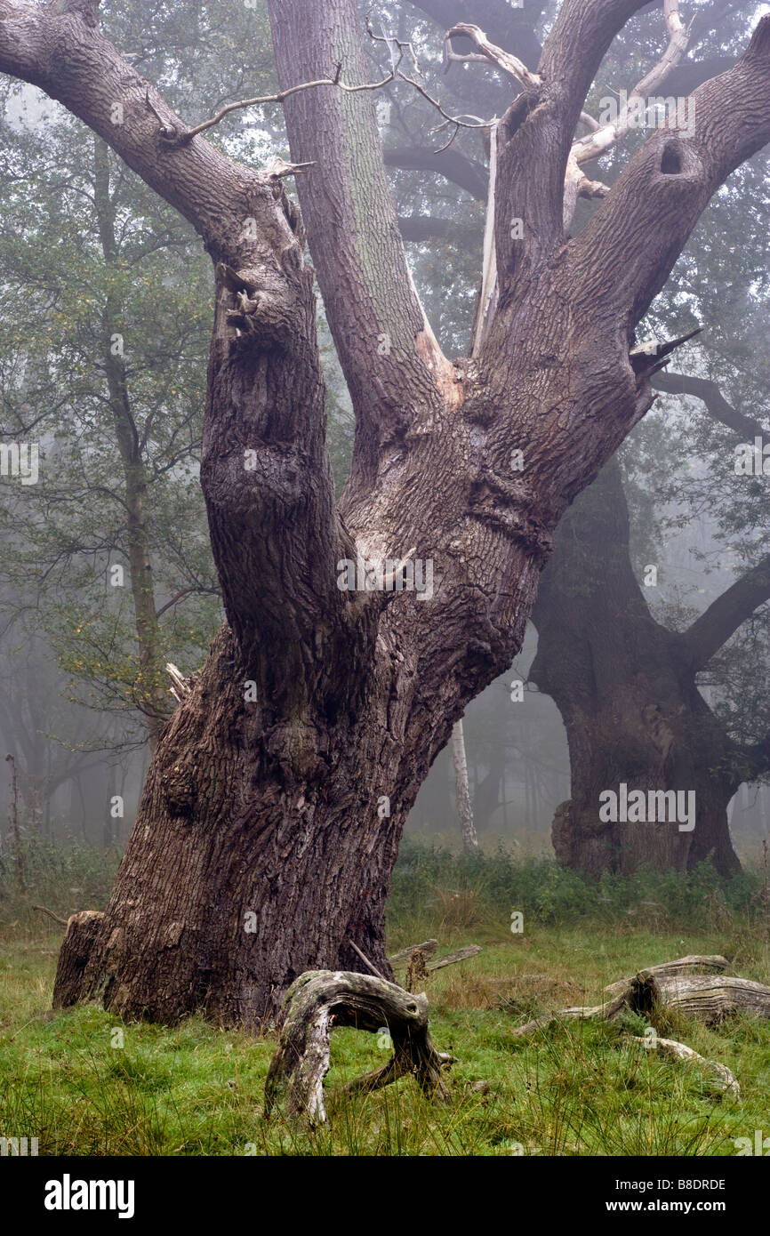 Riesige alte Eiche Bäume Dunst und Nebel. Stockfoto