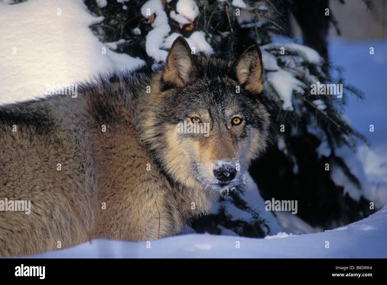 tk0495, Thomas Kitchin; Grauer Wolf im Winter, Minnesota Stockfoto
