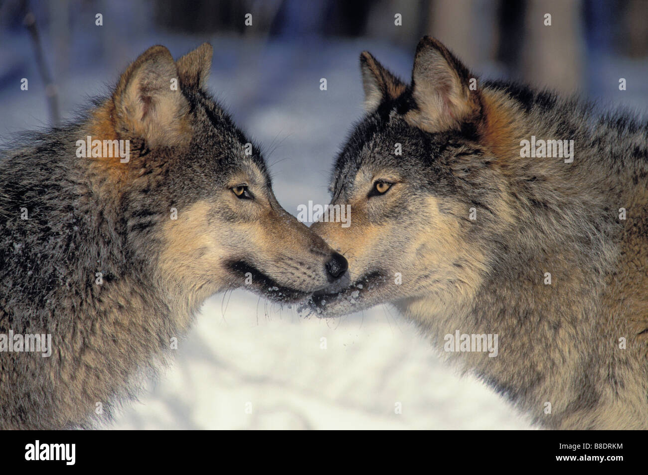 tk0499, Thomas Kitchin; Grauer Wolf Männer begrüßen einander, Winter, Minnesota Stockfoto