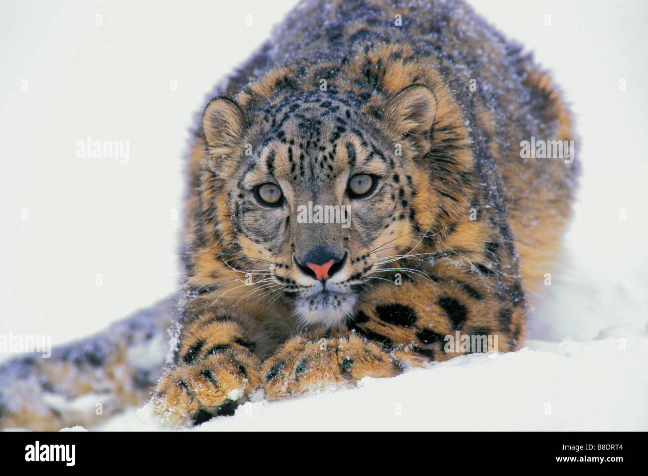 tk0522, Thomas Kitchin; Snow Leopard, Zentral-Asien, aus Nordwesten China nach Tibet Stockfoto