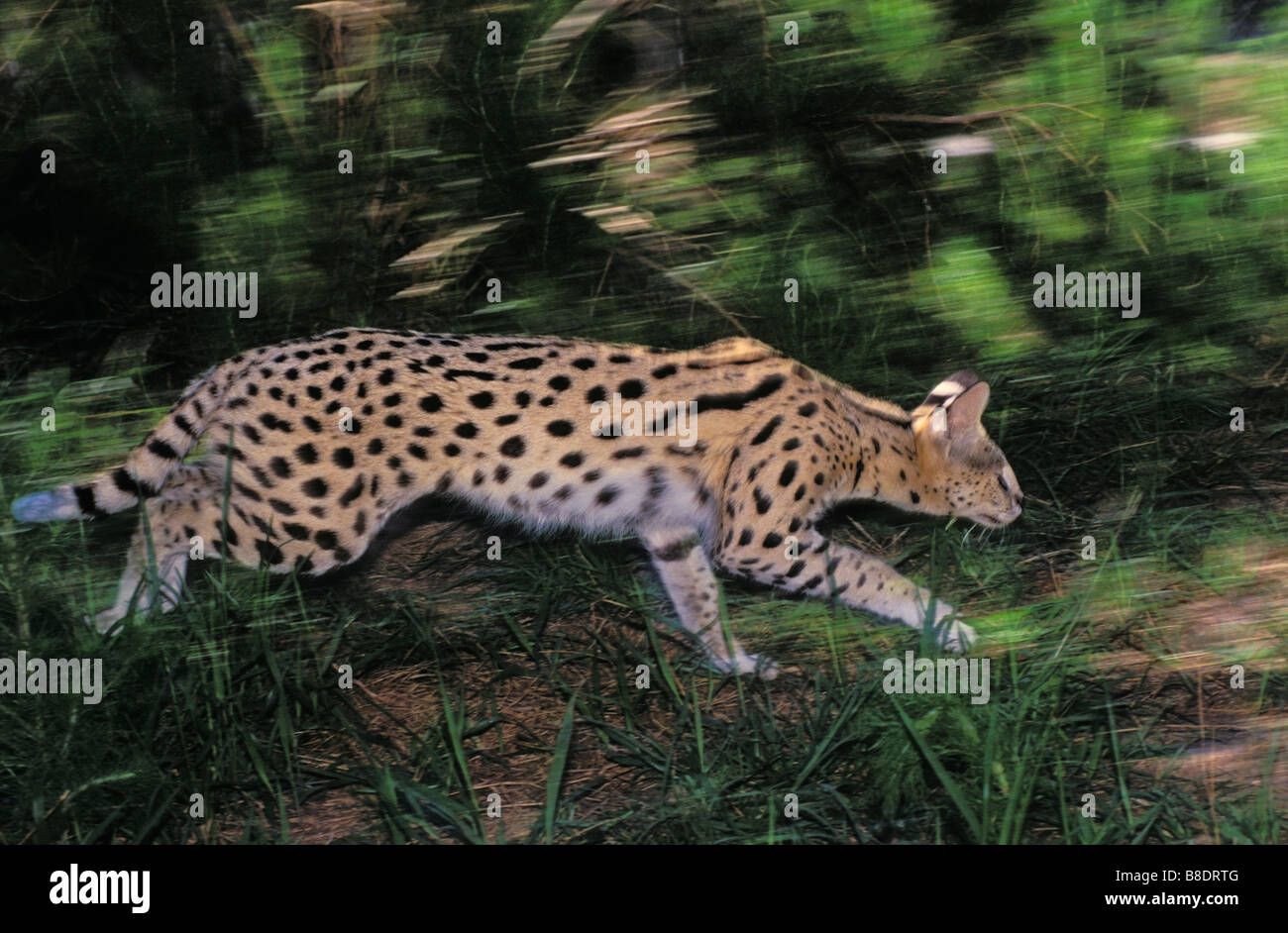 tk0525, Thomas Kitchin; Serval stalking, Afrika Stockfoto