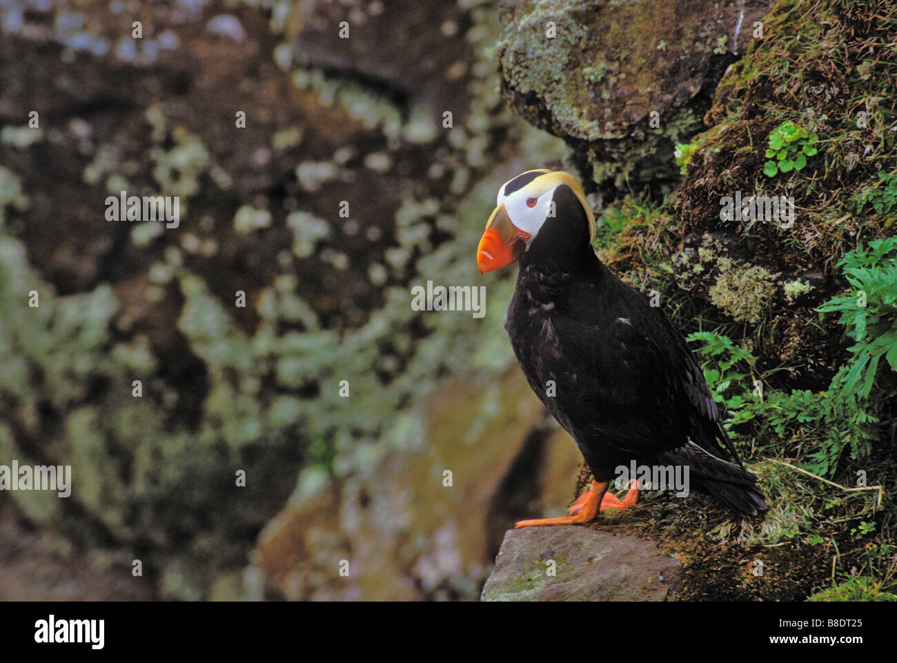 tk0569, Thomas Kitchin; Getuftete Papageientaucher im Sommer St George Island, Alaska Stockfoto