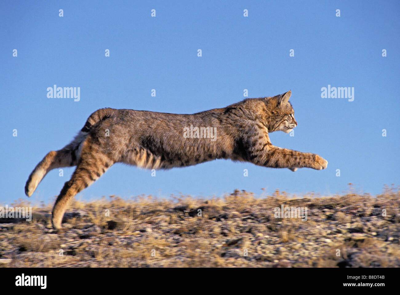 tk0579, Thomas Kitchin; Bobcat in Frühling, Rocky Mountains, Nordamerika Stockfoto