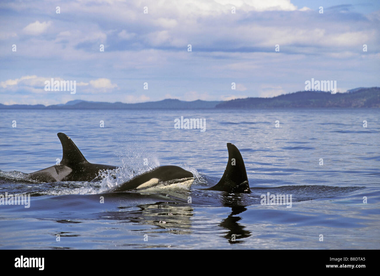 Orca/Schwertwal junge auftauchen, Sommer, Haro Strait zwischen British Columbia und Washington Stockfoto