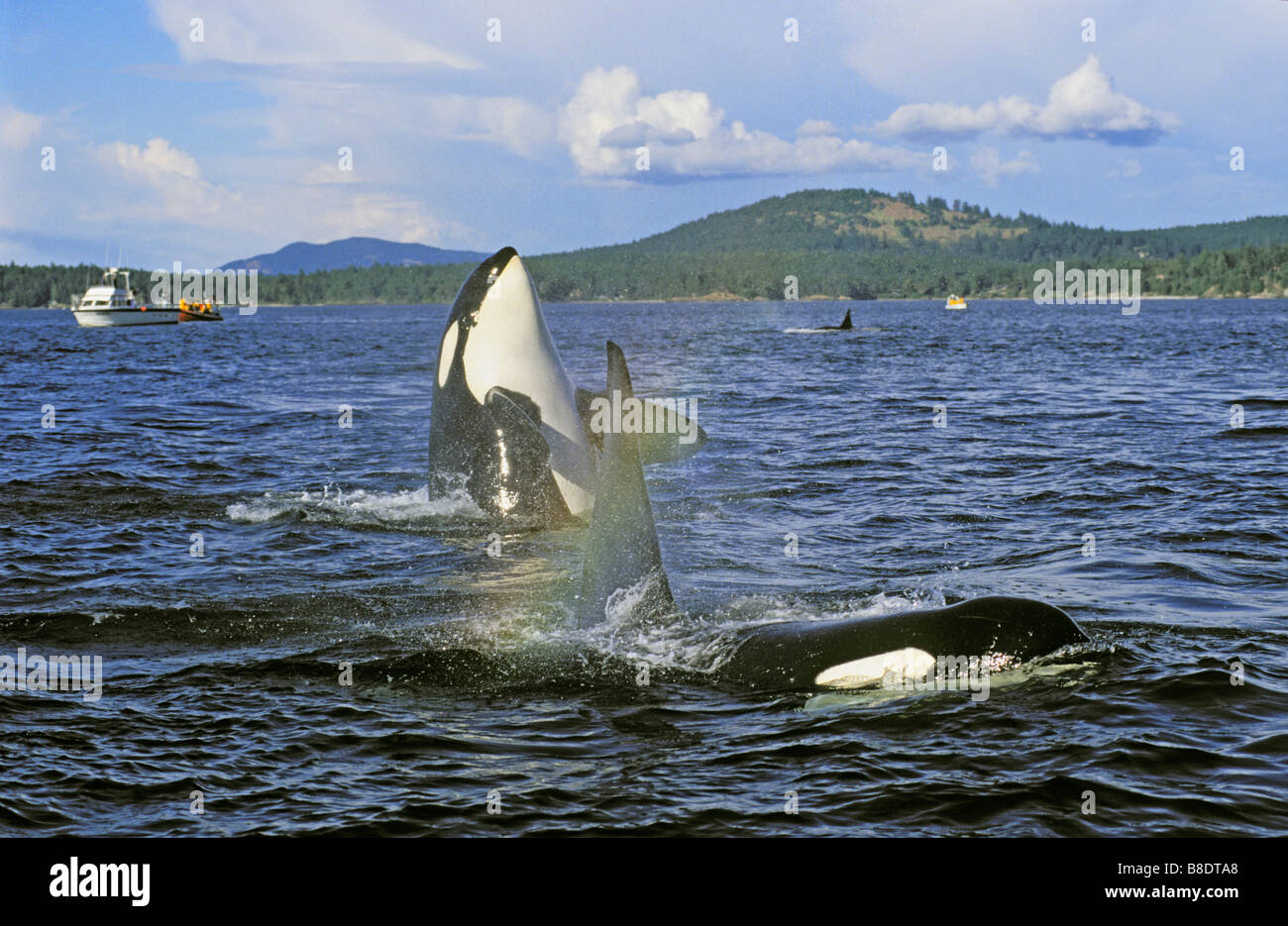 tk0625, Thomas Kitchin; Orca/Schwertwal auftauchen, Sommer, Haro Strait zwischen British Columbia und Washington Stockfoto