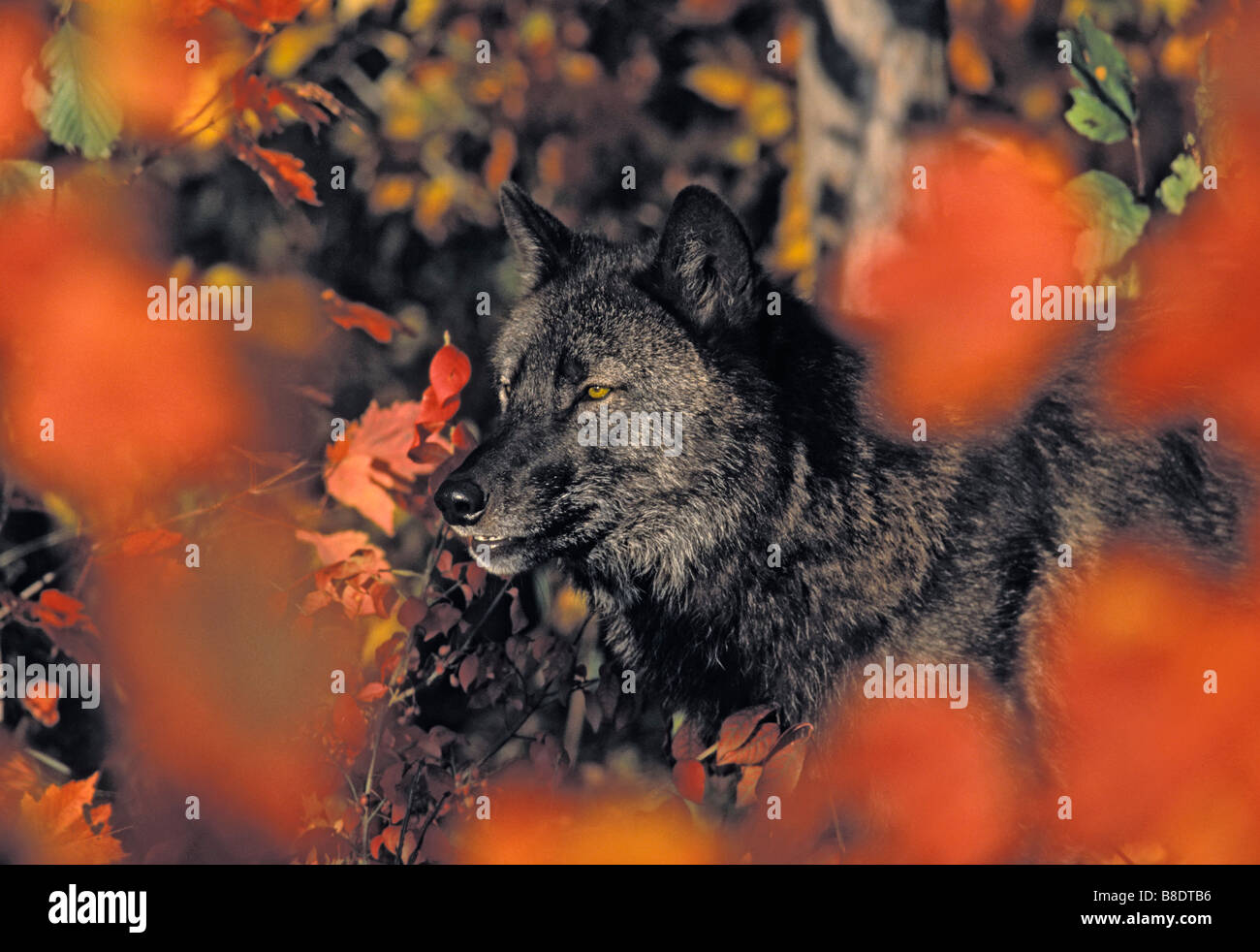 tk0634, Thomas Kitchin; Grauer Wolf, in schwarzer Farbe Phase von Herbst Ahornbäume, Minnesota Stockfoto