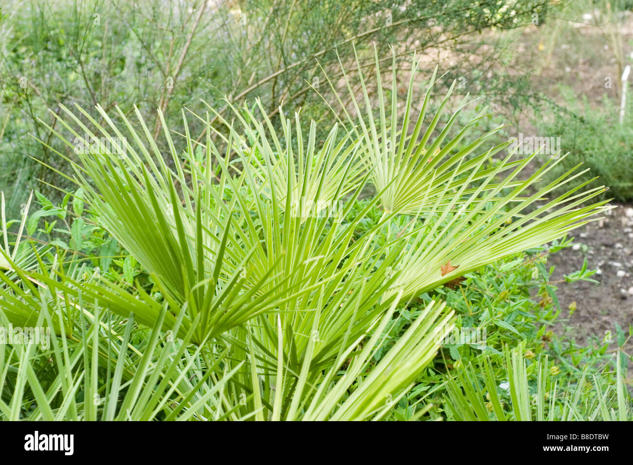 Mittelmeer Fan Palm, Europäische Fächerpalme, Palme, Chamaerops Humilis, Crin vegetal Stockfoto