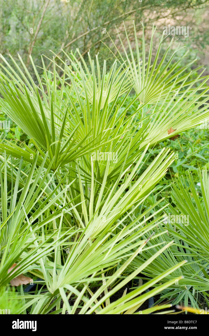 Mittelmeer Fan Palm, Europäische Fächerpalme, Palme, Chamaerops Humilis, Crin vegetal Stockfoto