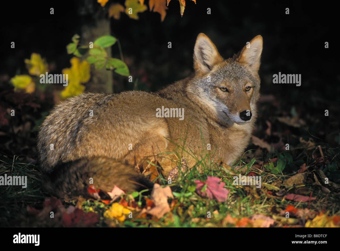 tk0645, Thomas Kitchin; Kojote im Herbst, Minnesota Stockfoto