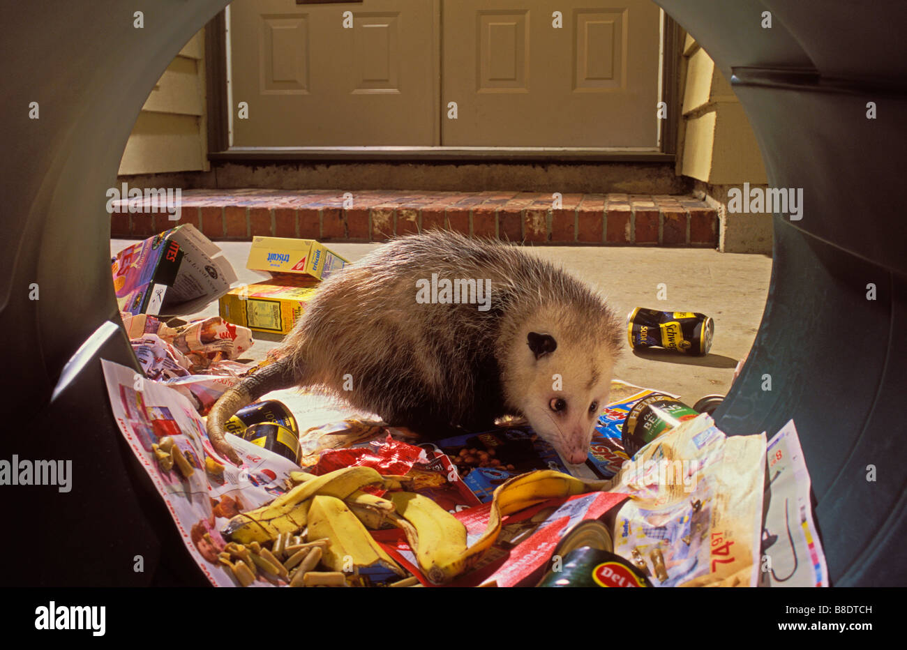 tk0647, Thomas Kitchin; Opossum überfallen zu Hause Müll Sommer urban Wildlife Didelphis virginiana Stockfoto