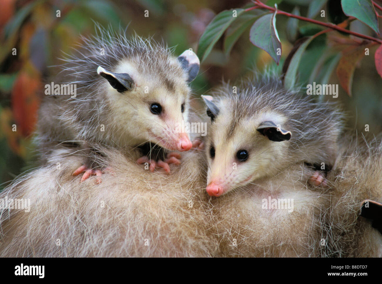 tk0658, Thomas Kitchin; Opossum junge Reiten Mutter wieder im Herbst, Pacific Northwest, Nordamerika Stockfoto