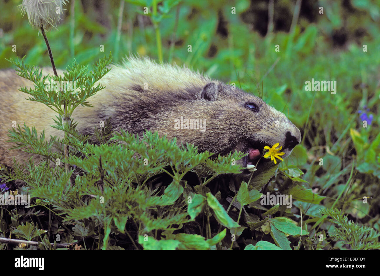 tk0671, Thomas Kitchin; Hoary Marmot Essen gelbe Arnika, Cascade Mountains, British Columbia, Kanada Stockfoto