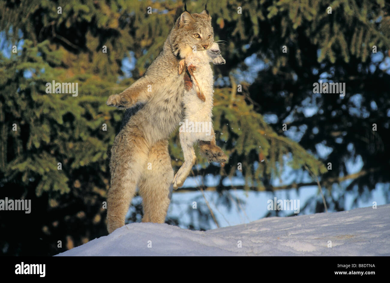 tk0724, Thomas Kitchin; Luchs Schneeschuh-Hase - Hauptnahrungsquelle Winter Rocky Mountains North America Felis Lynx canadensis Stockfoto