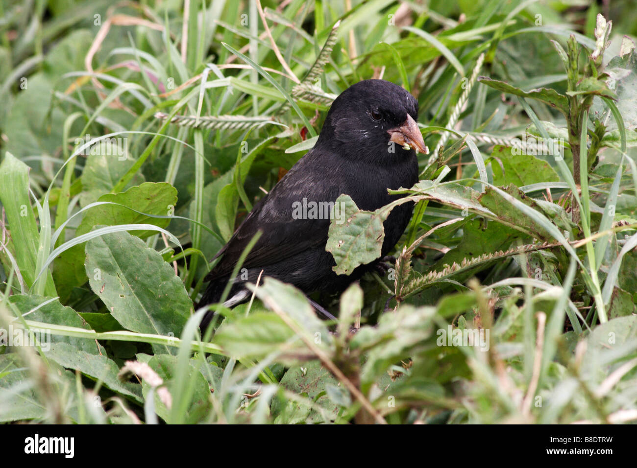 Darwin Boden Finch, Geospiza, Bissen von Saatgut in Puerto Ayora Hochland, Santa Cruz Island, Galapagos, Ecuador Stockfoto