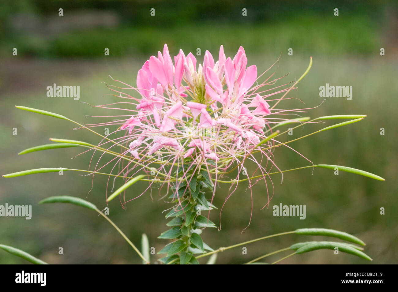 Rosa Blüten von spiny Spiderflower, Cleome Spinosa, Nordamerika, USA Stockfoto