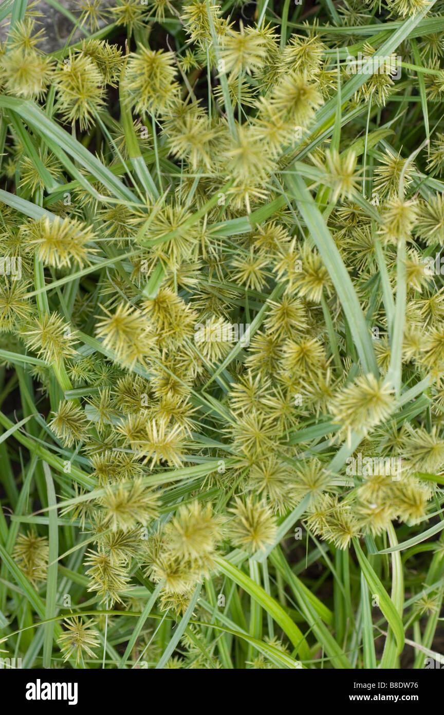 Waldland Rohrkolben, Holz Club-Ansturm Cyperaceae, Scirpus Sylvaticus, Scirpus expansus Stockfoto