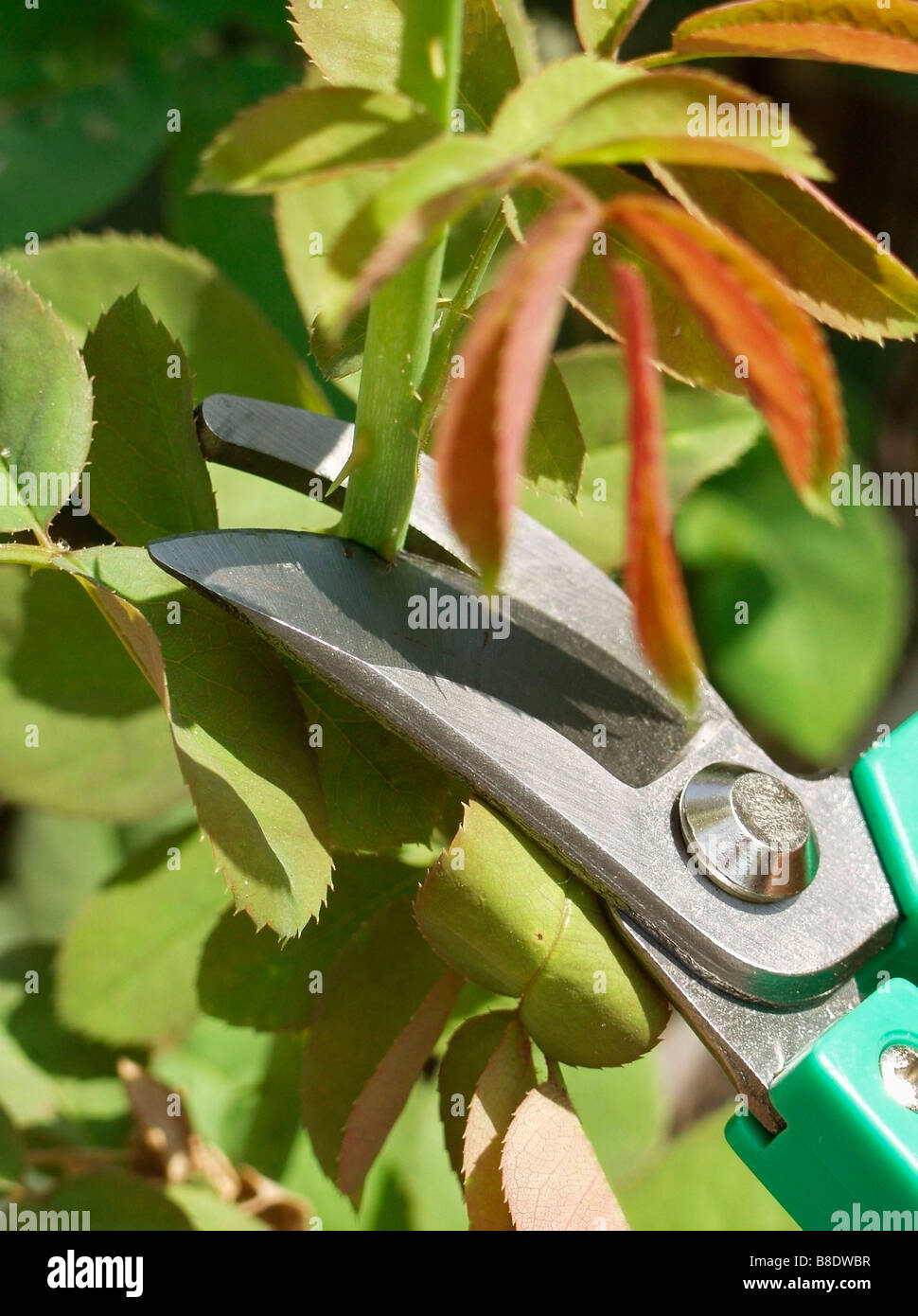 Pruning Roses Rosa Hybr Stockfoto