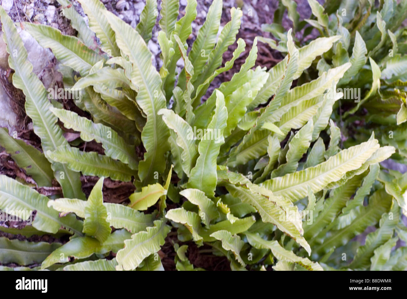 Hart's-Tongue Farn, Aspleniaceae, Phyllitis Scolopendrium, Asplenium scolopendrium Stockfoto