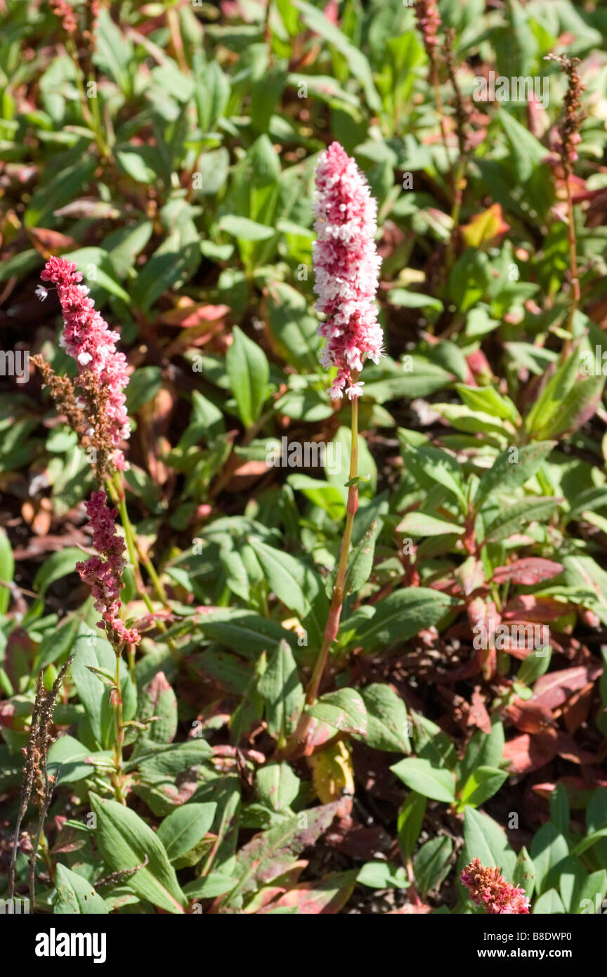 Himalayan Fleeceflower, Knot Weed, Knie, Polygonium affine, Persicaria Affinis, Polygonum affine, Himalaya Stockfoto