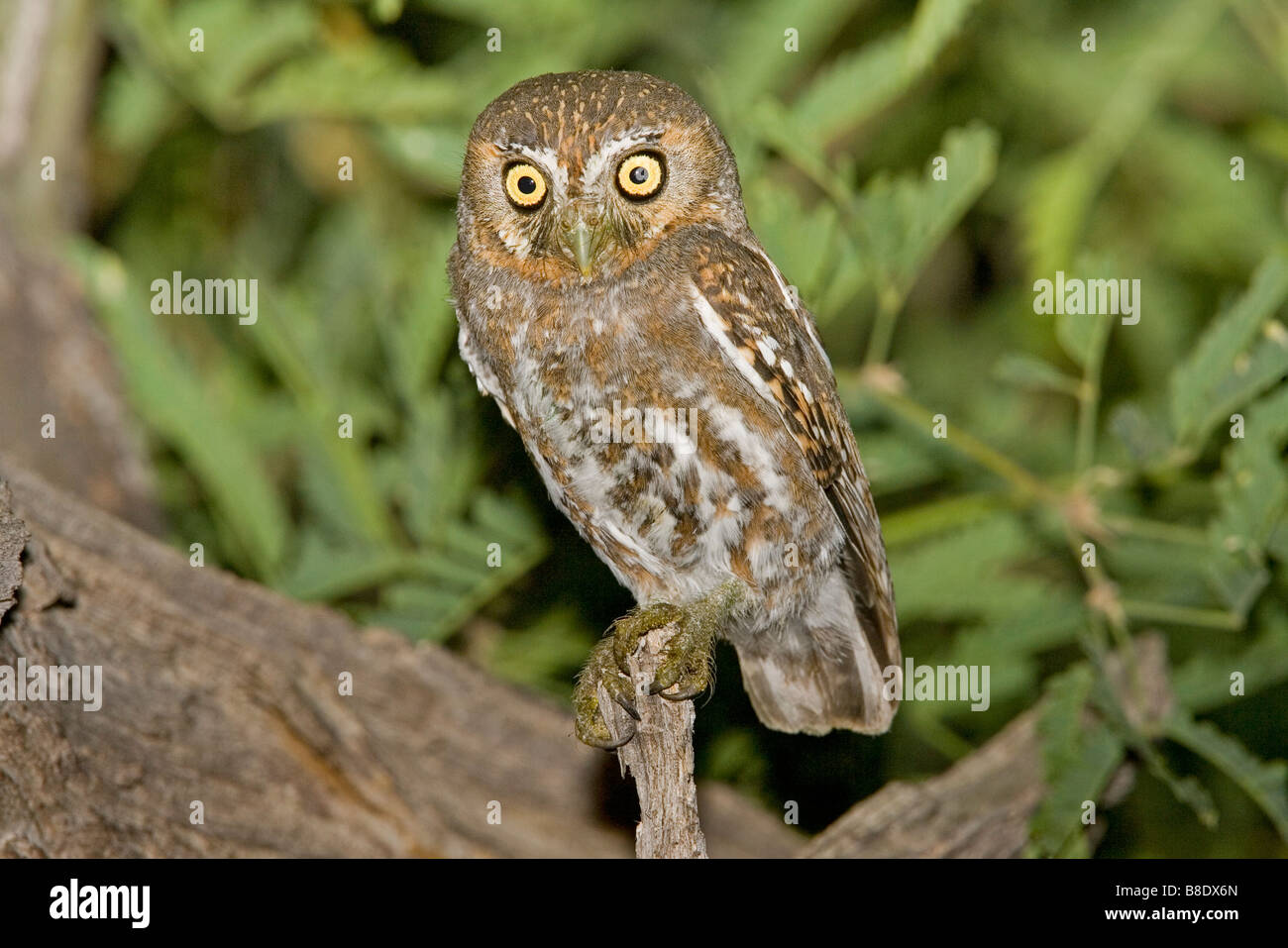 Saguaro cactus owl -Fotos und -Bildmaterial in hoher Auflsung  Alamy