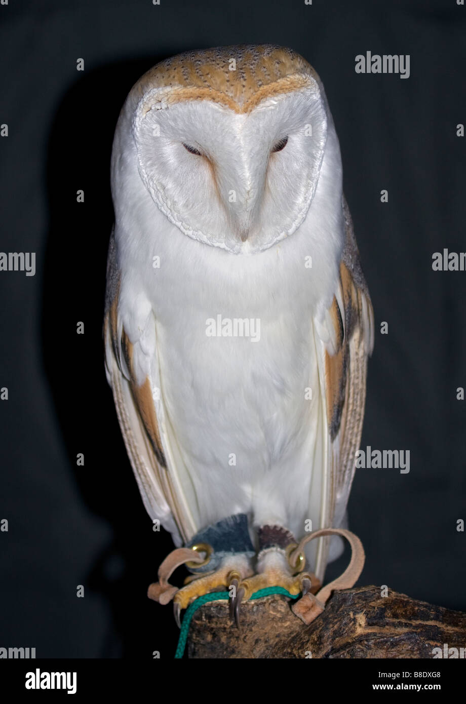 Schleiereule (Tyto Alba) "Milo" bei den britischen Wildlife Centre, Großbritannien Stockfoto