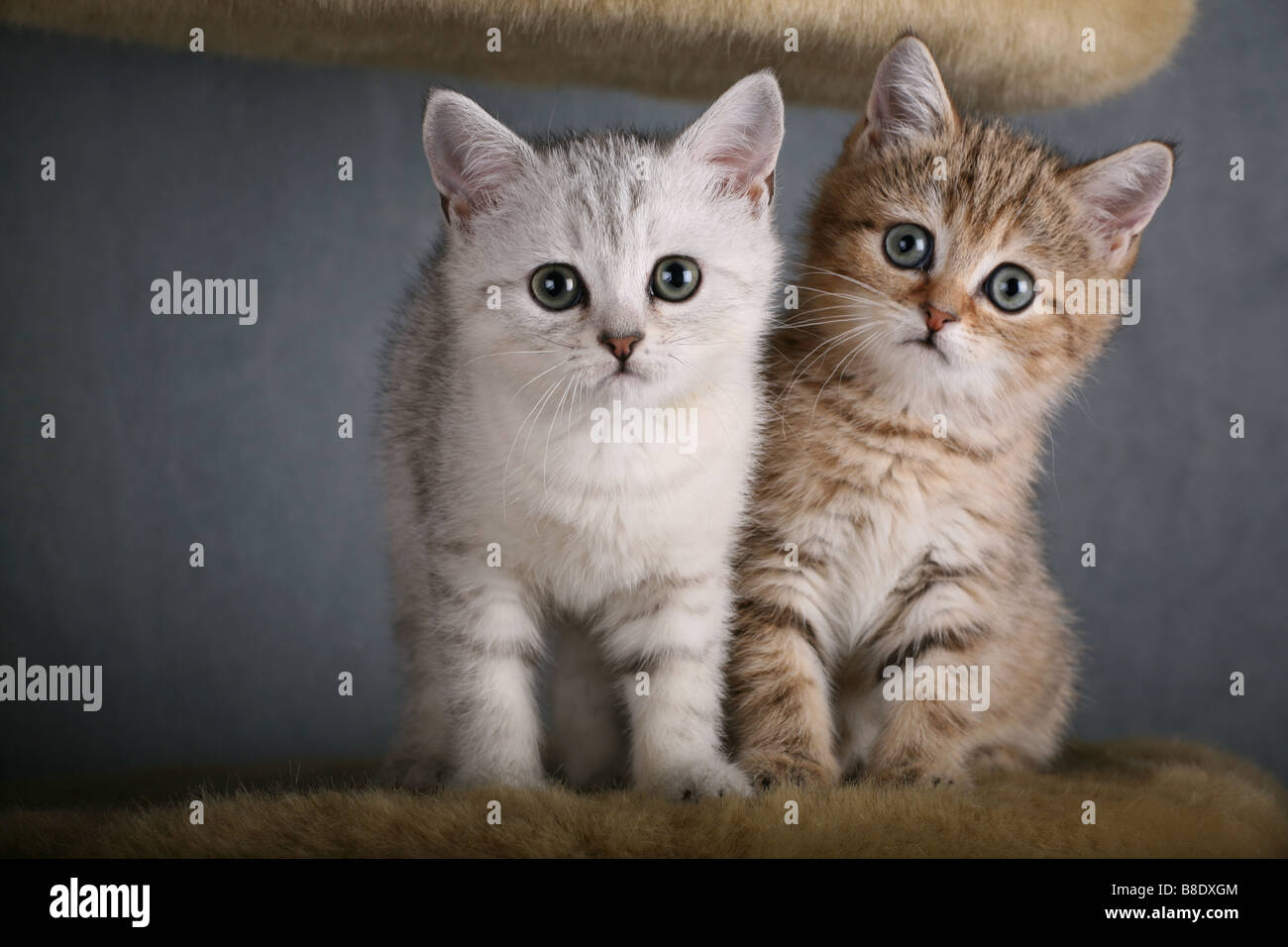 Zwei Britisch Kurzhaar Kätzchen Stockfoto