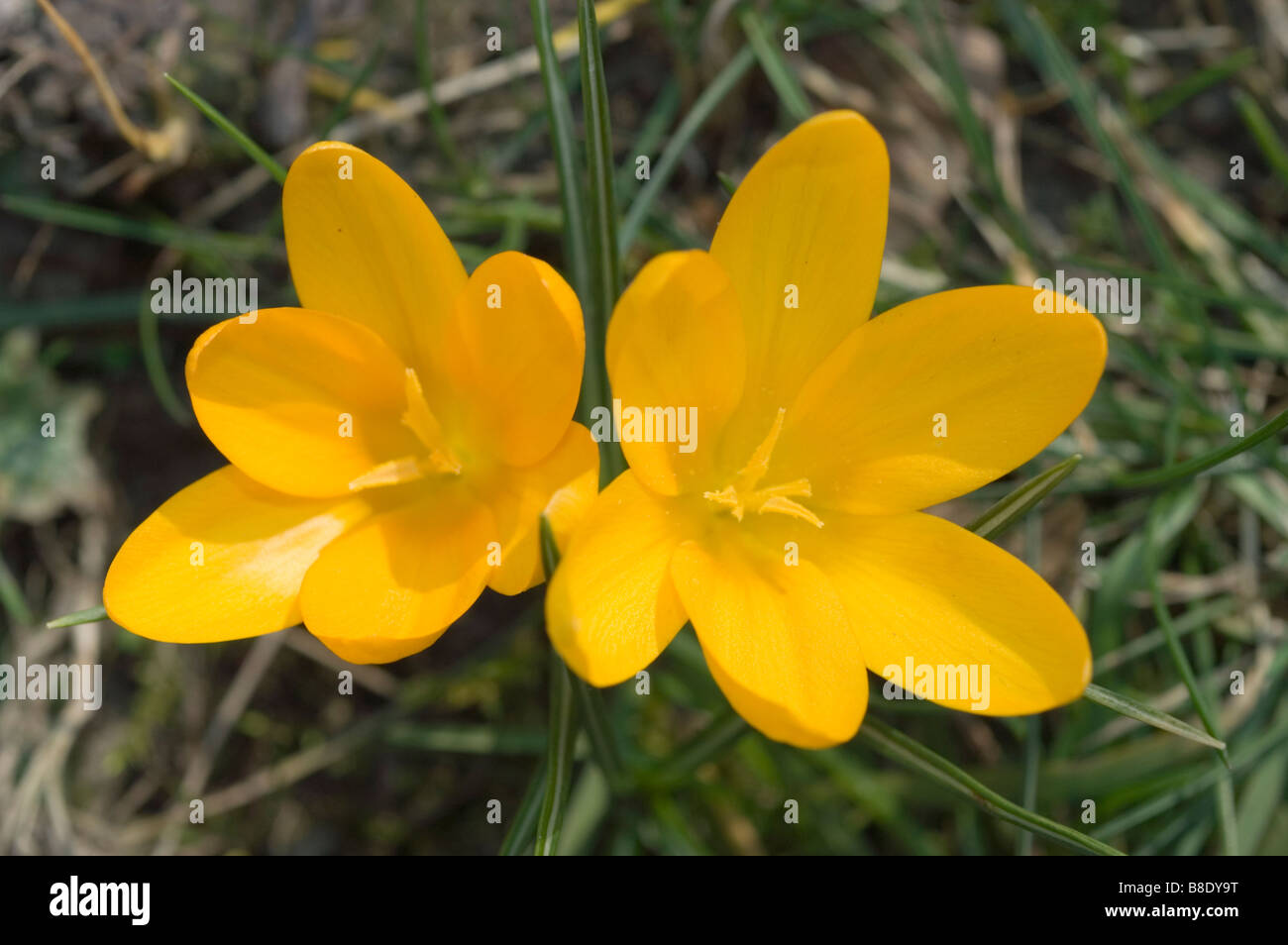 Blick von oben auf zwei hellgelbe Crocus chrysanthus-Hybridblumen, die in einem Garten blühen. Stockfoto