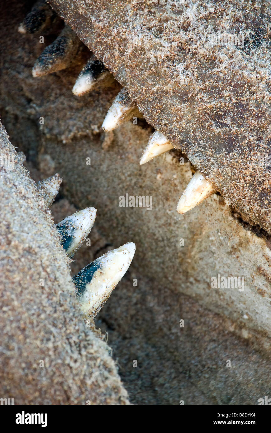 Walzähne aus einer kleinen gestrandeter tot Walkadaver angespült Sandwood Bay in Schottland Stockfoto