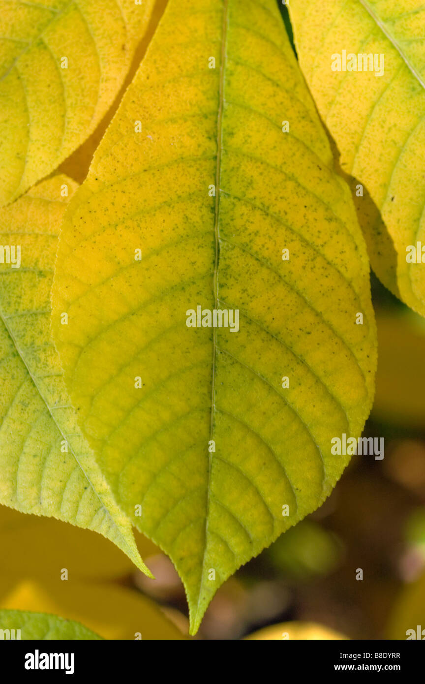 Flügel schließen sich der Bottlebrush Rosskastanie, Aesculus Parviflora, USA, Nordamerika Stockfoto