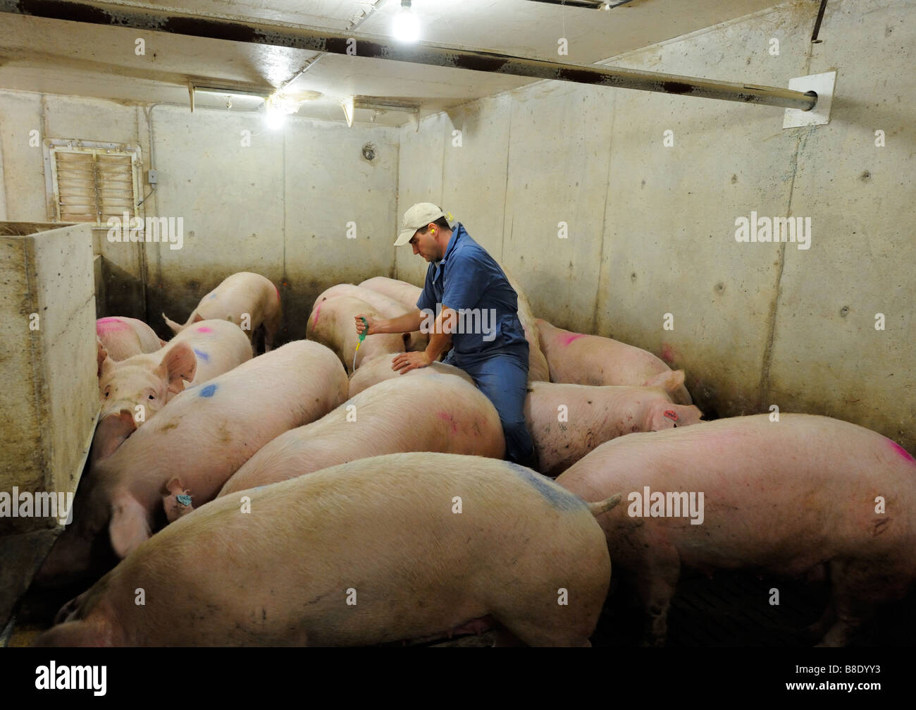 Hog Züchtung durch künstliche Befruchtung Stockfoto