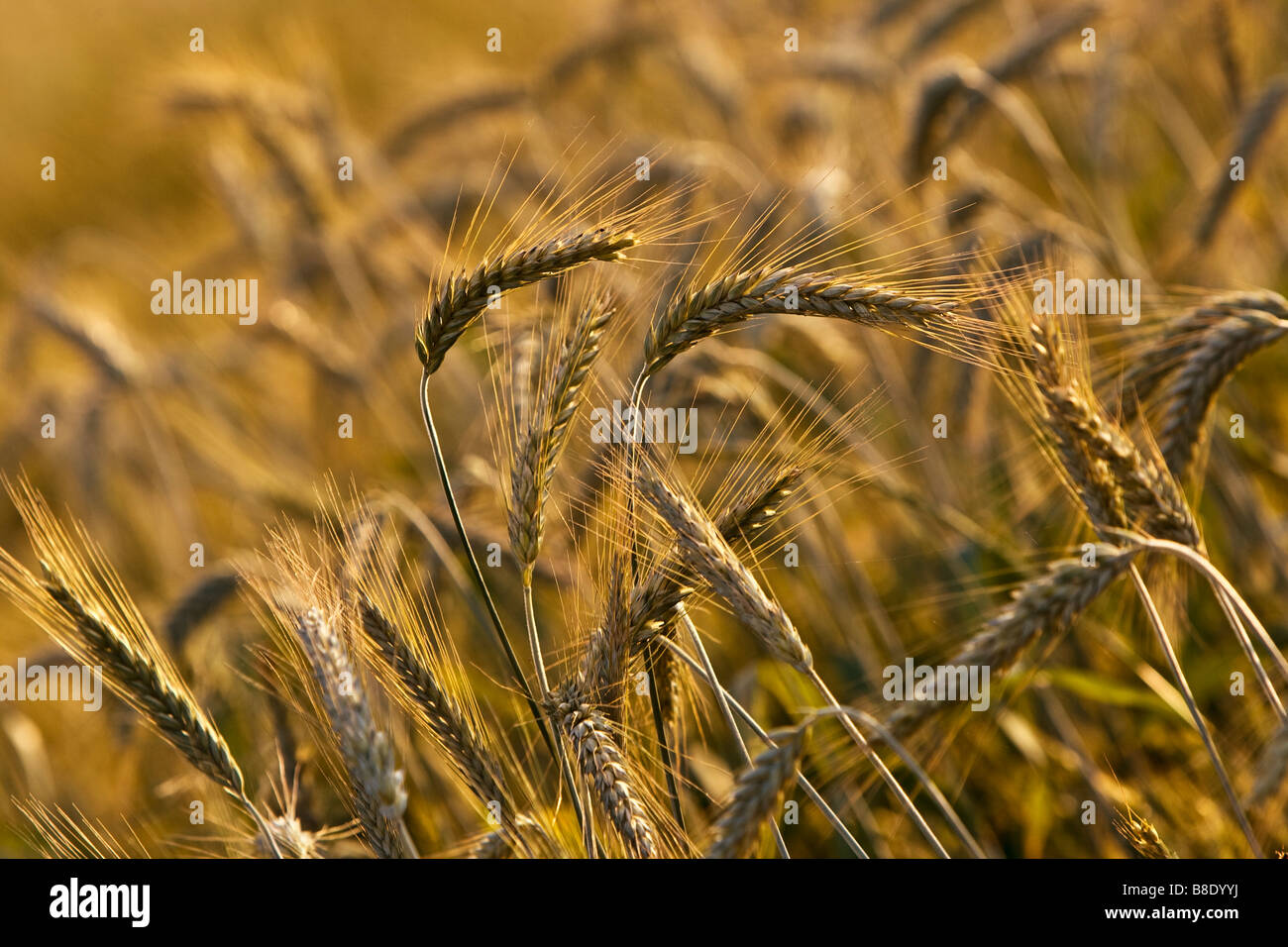 Weizenfeld Stockfoto