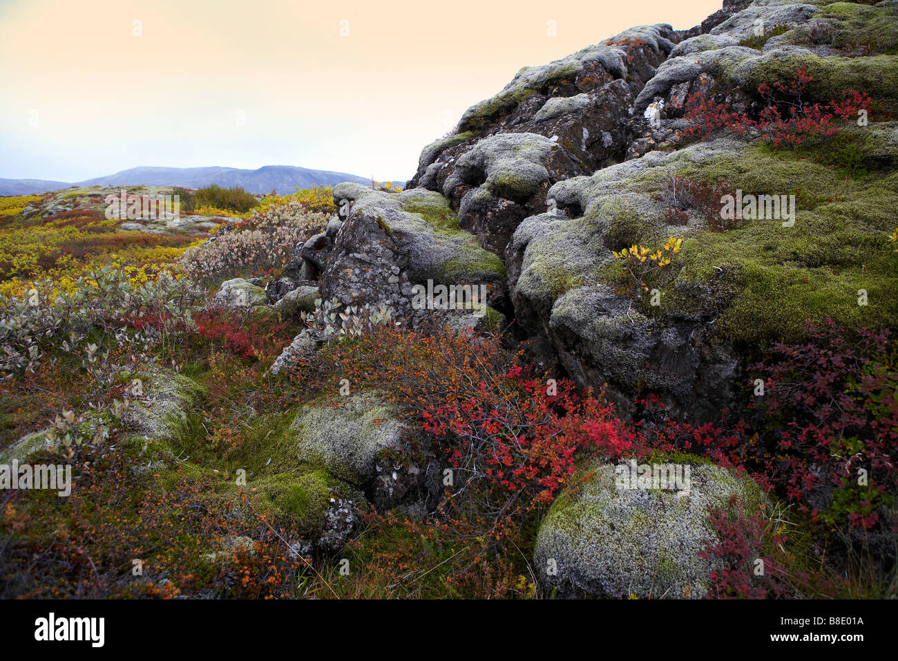 Lava und Moos Landschaft, Herbst, Nationalpark Thingvellir, Island Stockfoto