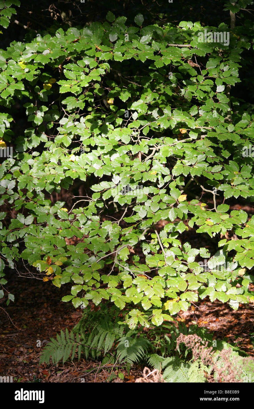 Buche, Fagus Sylvatica, Fagaceae Stockfoto
