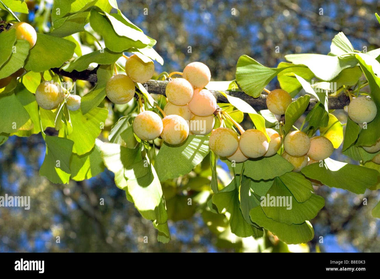 Berries Of Ginkgo Biloba Stockfotos und bilder Kaufen Alamy