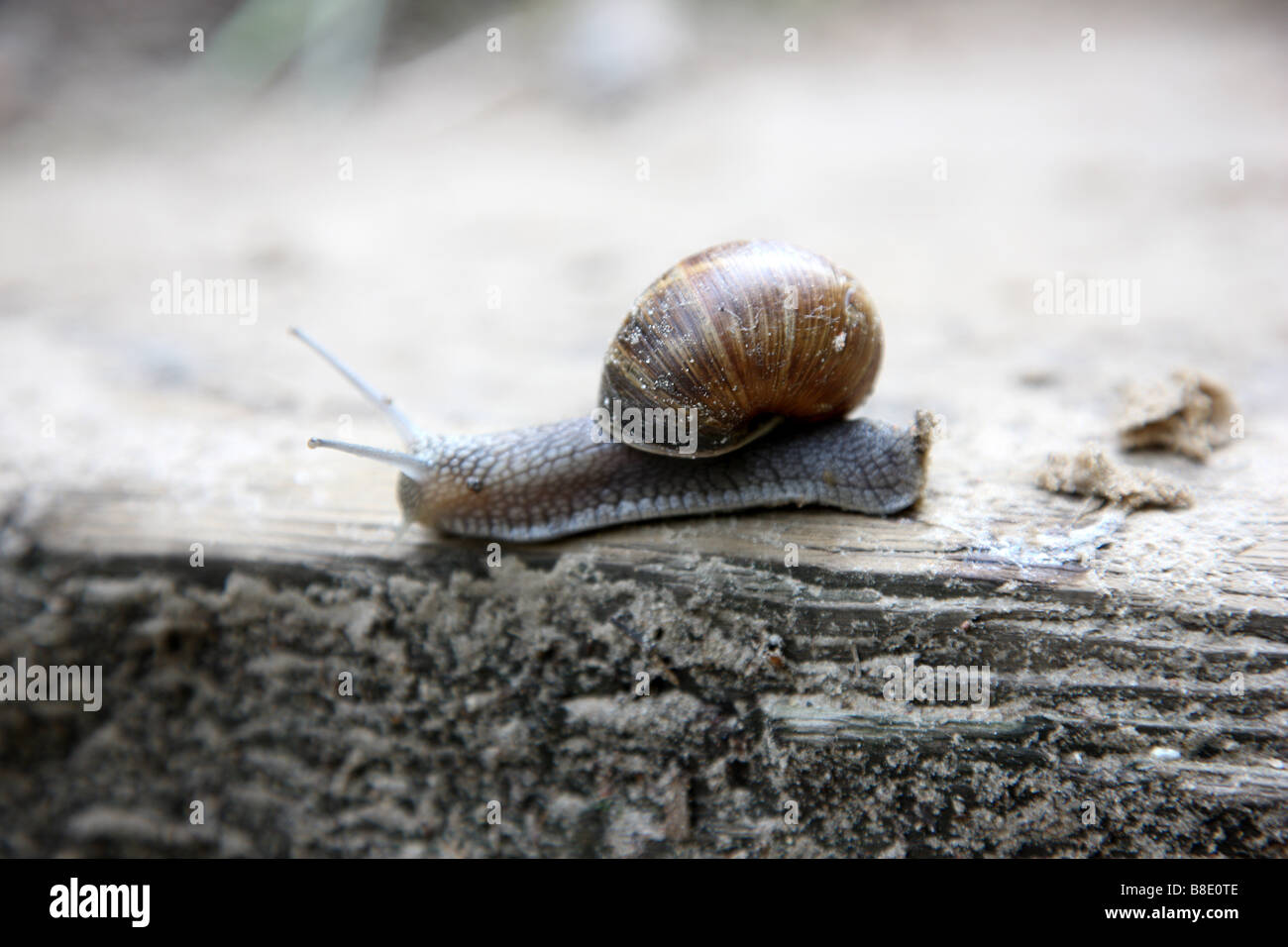 Schnecke Stockfoto