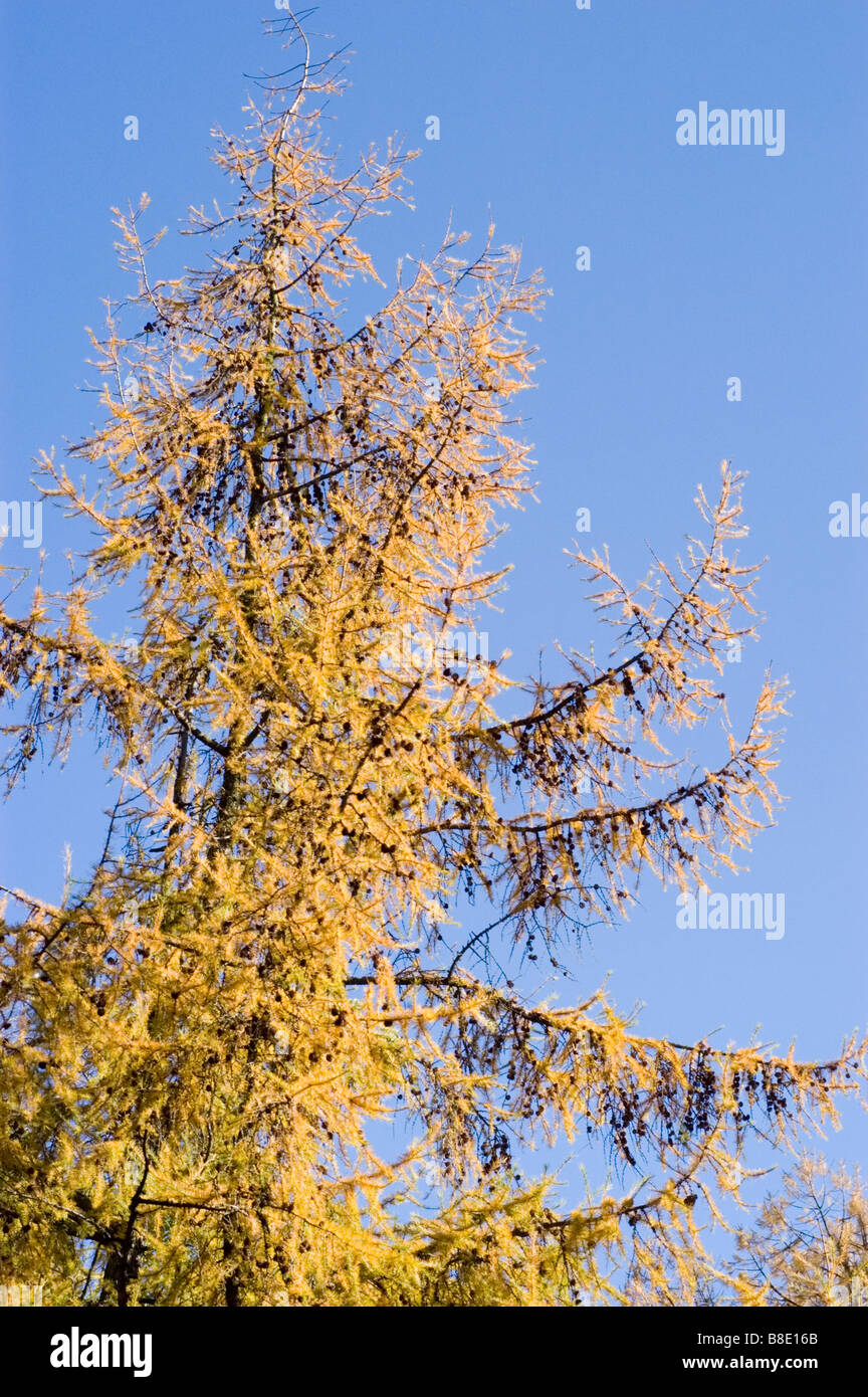 Dahurian Lärche, Tannenbäumen, Larix Gmelini, China, Mandschurei, Asien Stockfoto