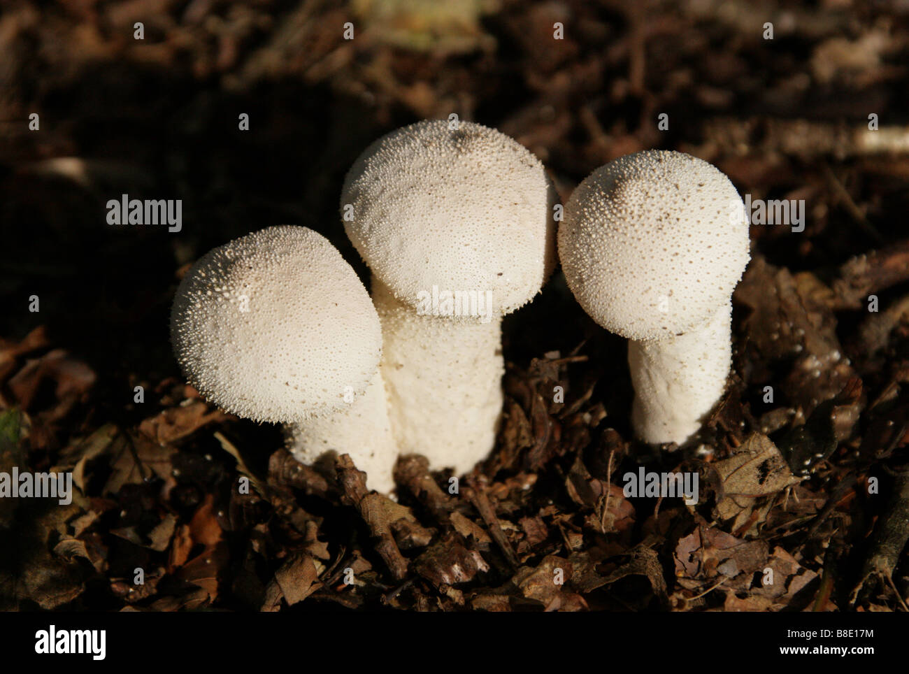 Puffball Pilze, Lycoperdon Perlatum Stockfoto