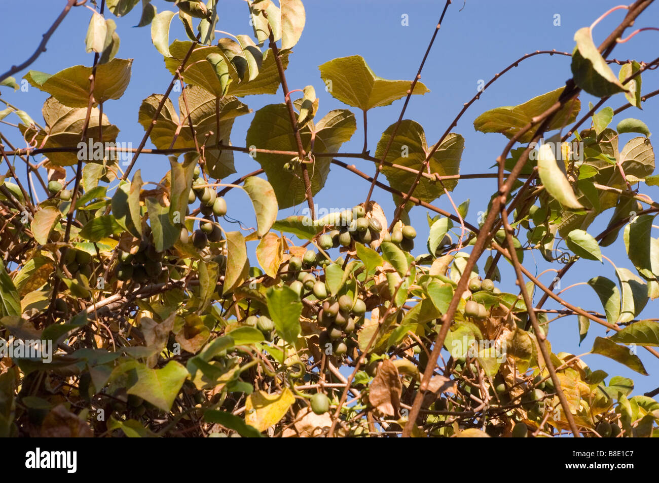 Actinidia chinensis Fotos und Bildmaterial in hoher Auflösung Alamy