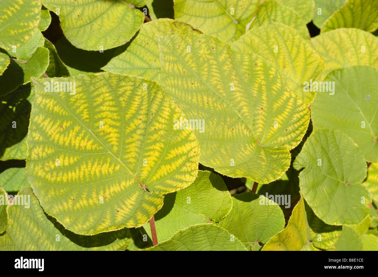 Gelb grün Herbstlaub des chinesischen Bittersweet, Celastraceae, Celastrus rosthornianus Stockfoto