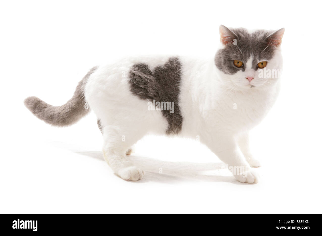 Britisch Kurzhaar Lilac und weiße Katze Portrait Studio Stockfoto