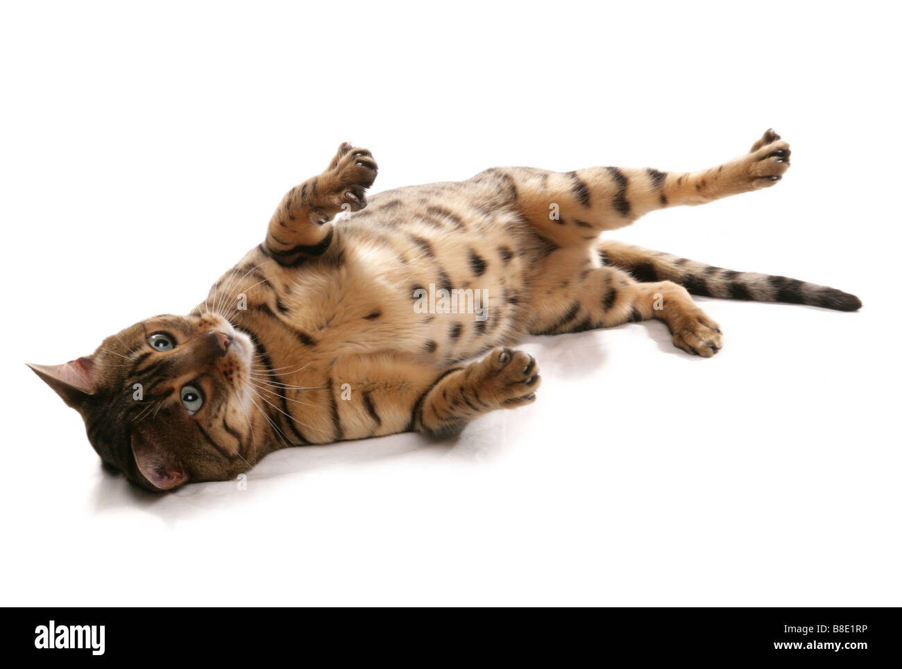 Rosetted Bengal-Katze überrollen Studio Stockfoto