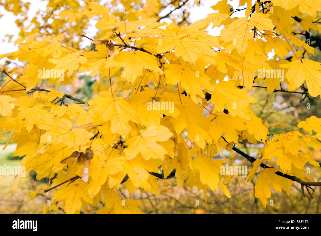 Gelbes Herbstlaub der Feldahorn, Aceraceae, Acer campestra Stockfoto
