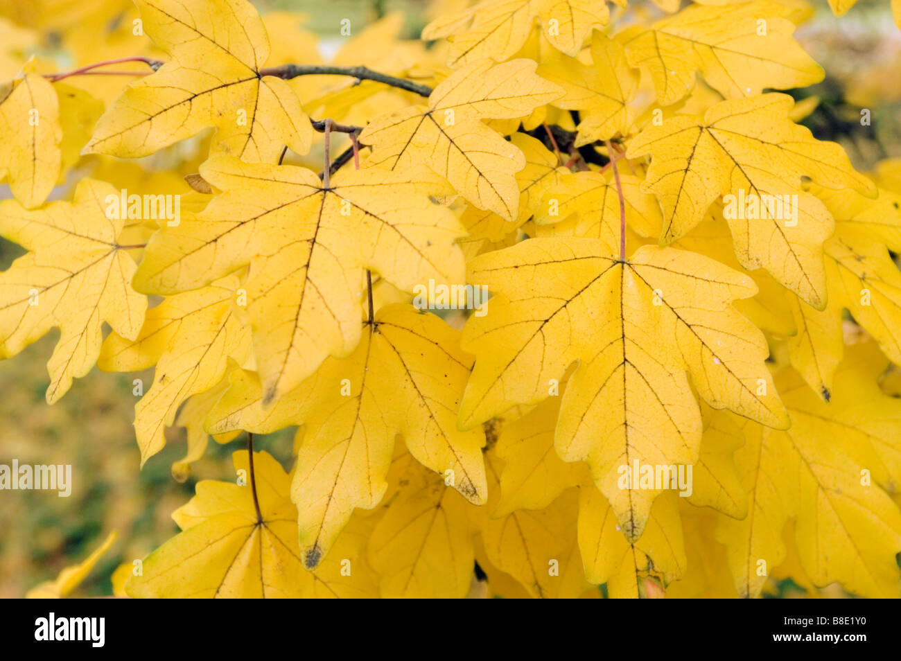 Gelbes Herbstlaub der Feldahorn, Aceraceae, Acer campestre Stockfoto