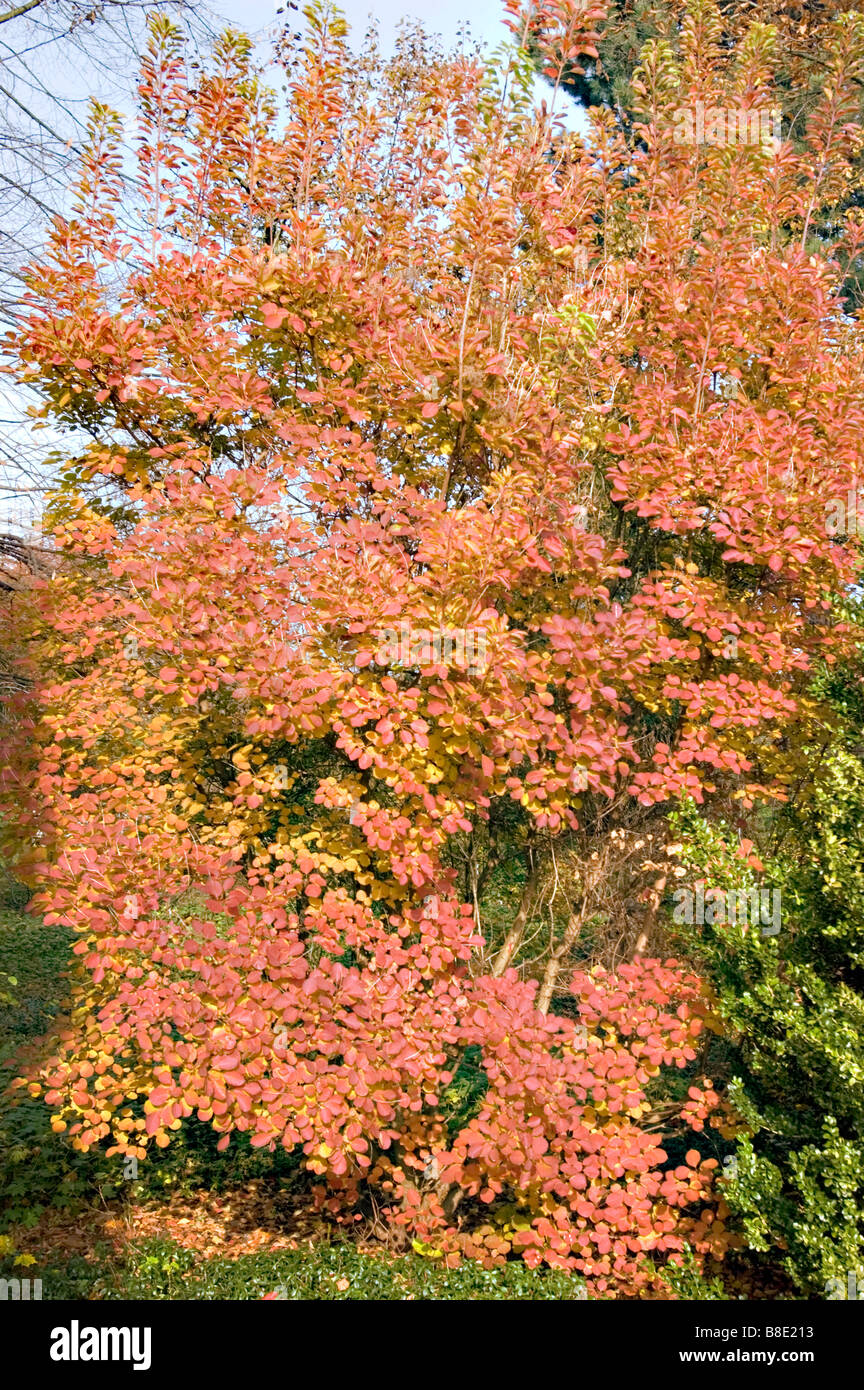 Rote Herbstlaub gelbe des gemeinsamen Smoketree, Smokebush, Anacardiaceae, Cotinus Coggygria Stockfoto