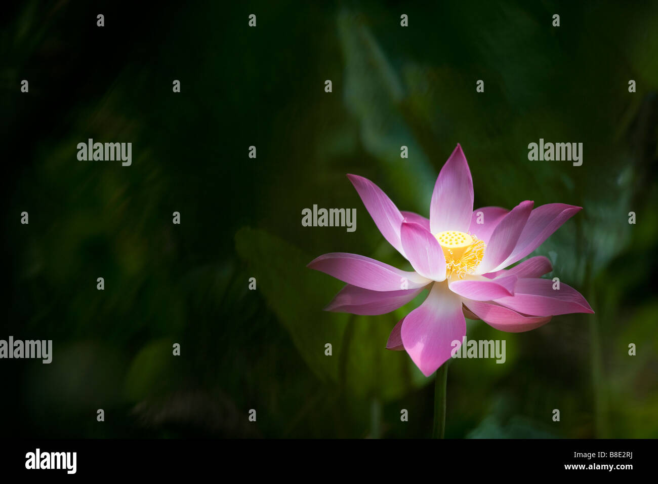 Lotusblume in voller Blüte mit dunklen grünen Blatt im Hintergrund Stockfoto