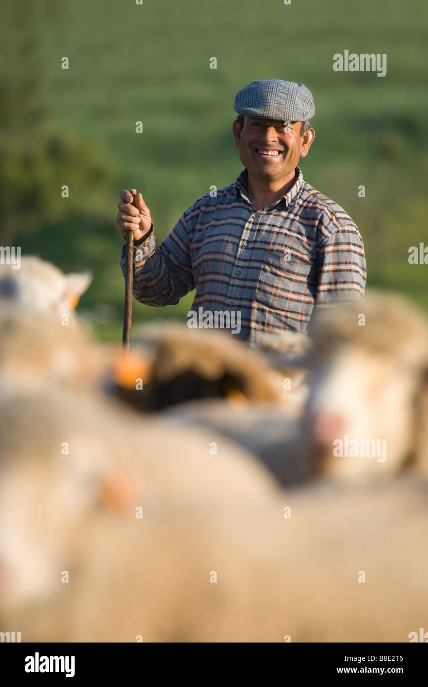 Männliche Schäferhund Wit großen Lächeln mit Schafen im Vordergrund Stockfoto